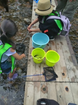 川で水生生物を観察している様子