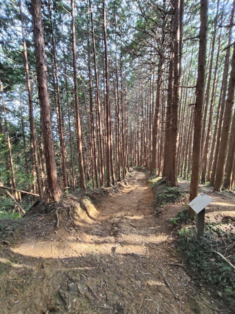 物見山山道