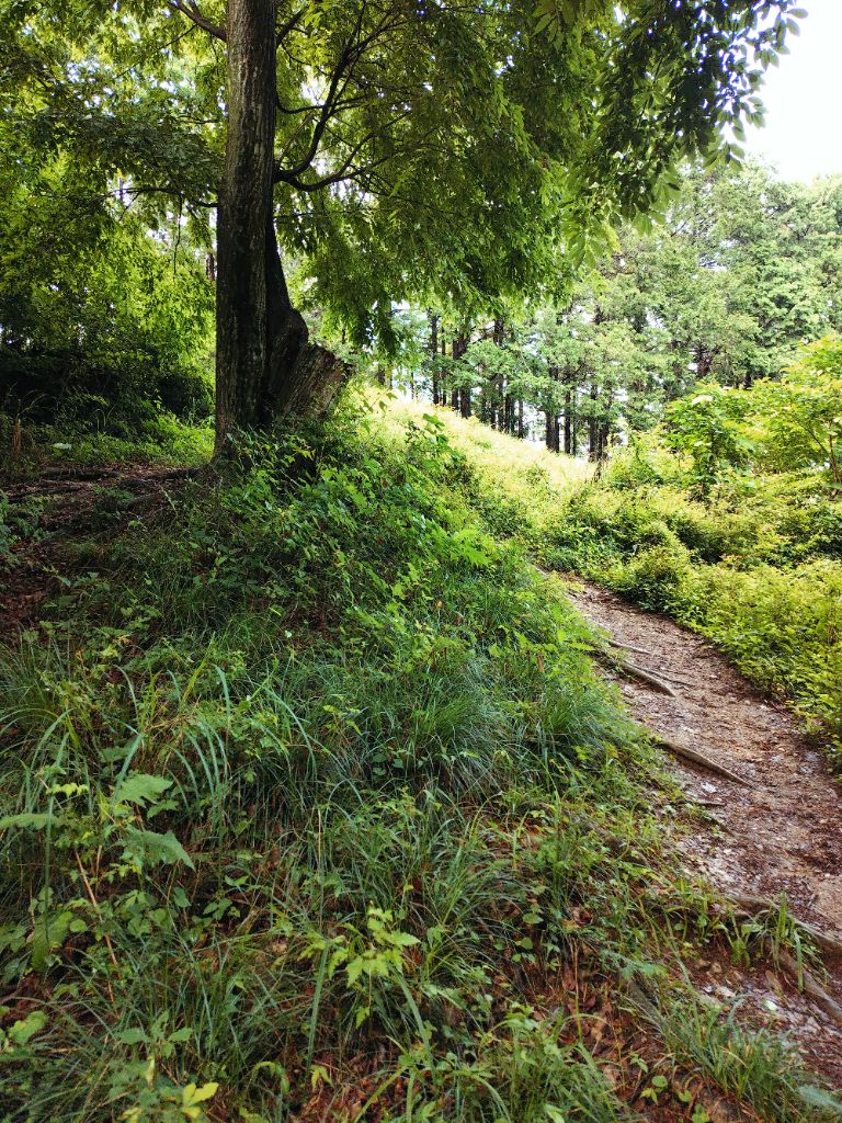 物見山山道