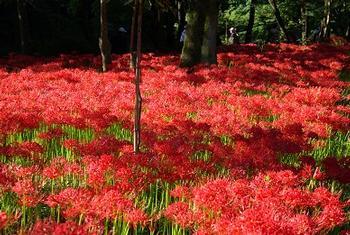 花の写真