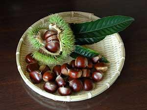 chestnut