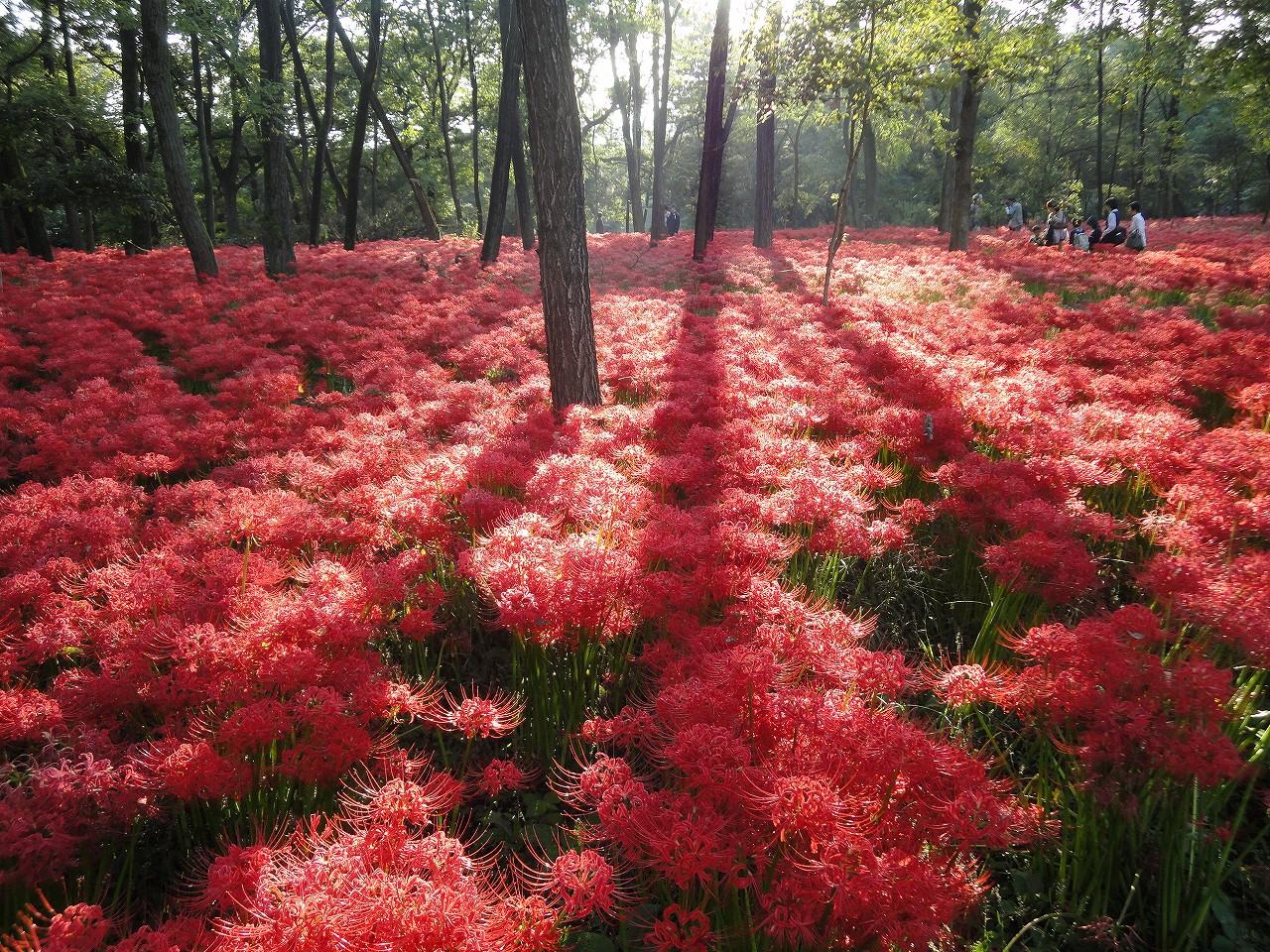 500万本の曼珠沙華群生地・巾着田の写真