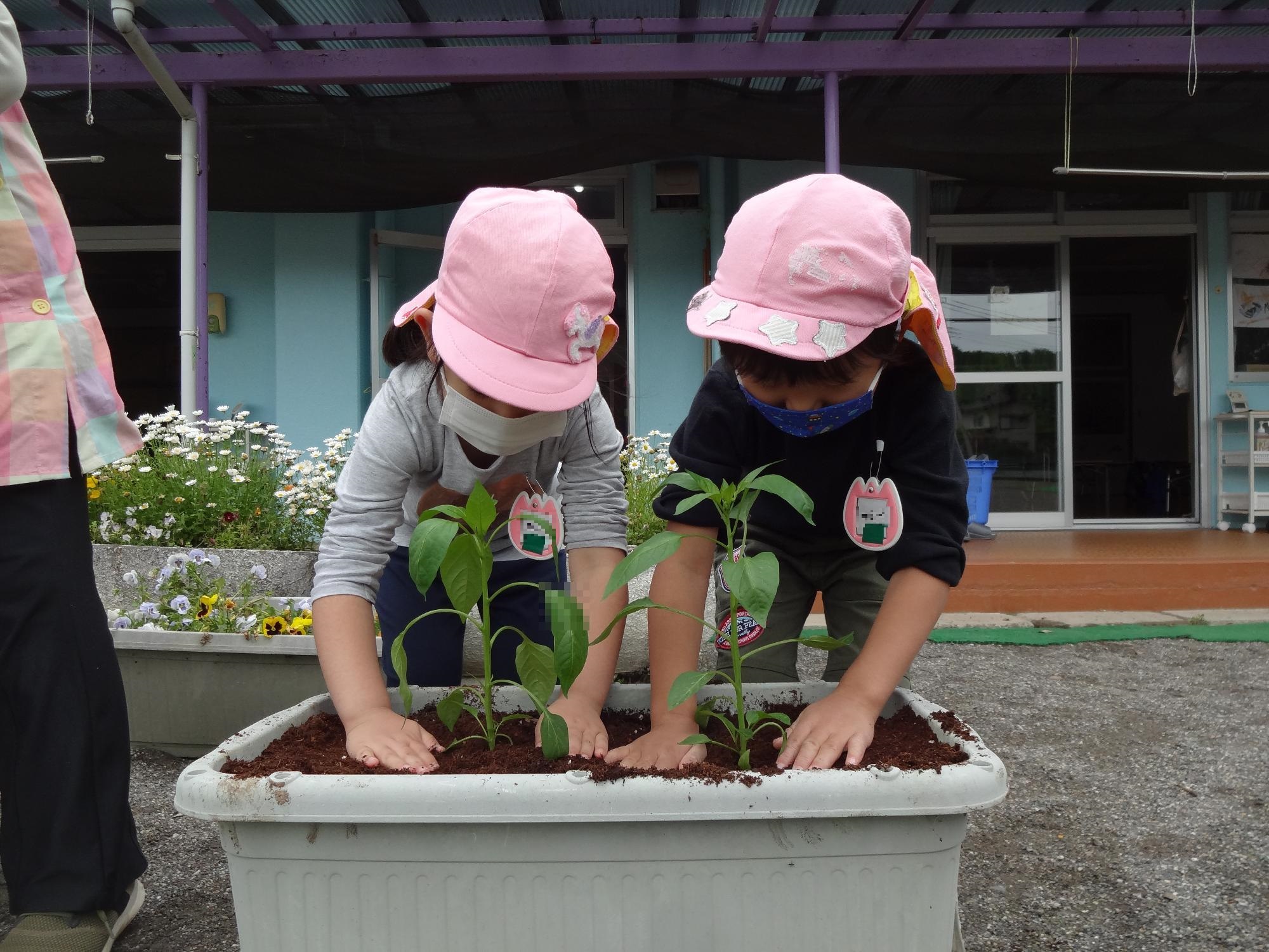 ピーマンの苗を植えているところ