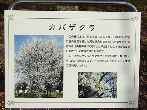 総合福祉センター「高麗の郷」にある石戸蒲ざくらの銘板