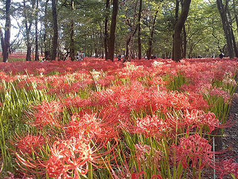 曼珠沙華