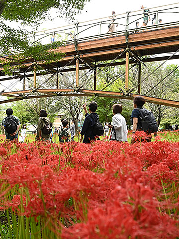 曼珠沙華を見に来た人とあいあい橋