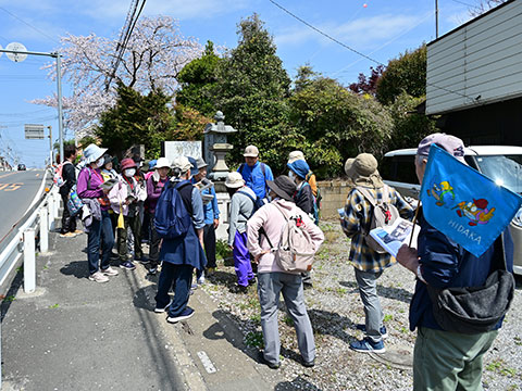 満開の桜が近くに咲いている日高歴史名勝の説明を聞く参加者
