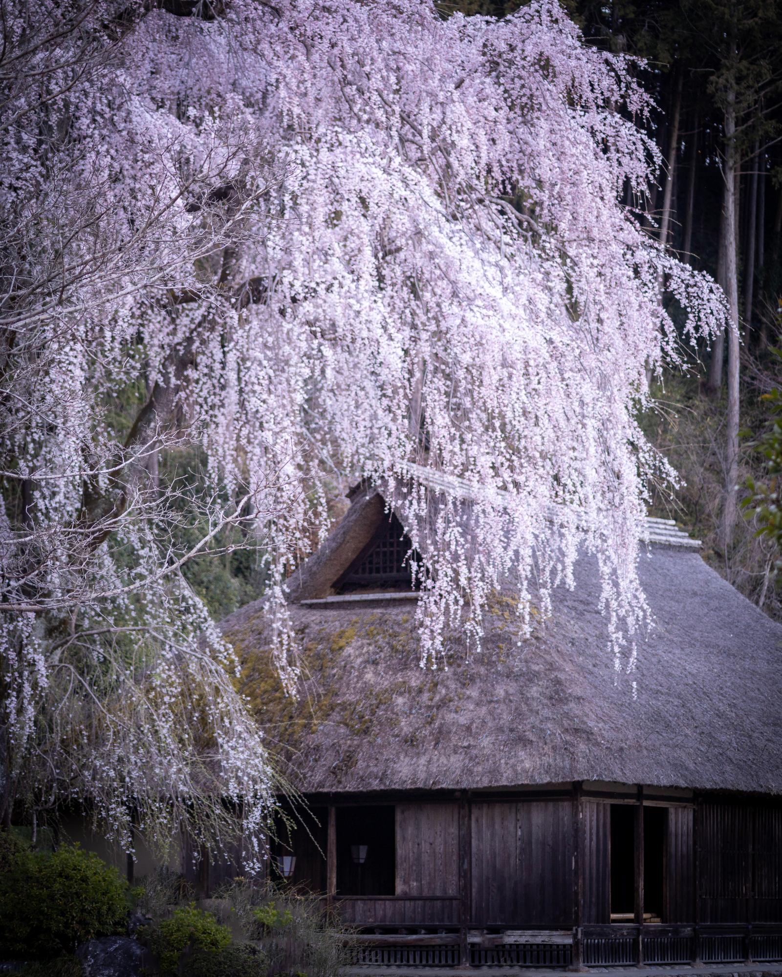 ケンコー・トキナー賞に選ばれた高麗神社の写真