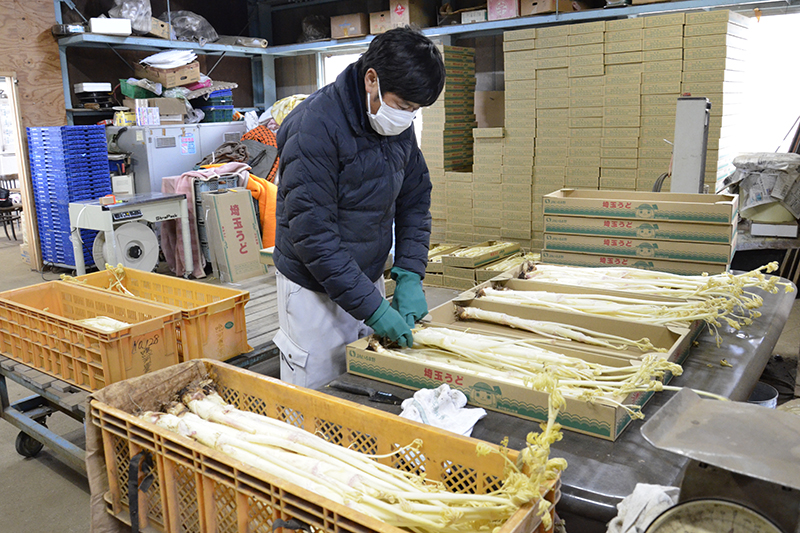 ウドの出荷の様子