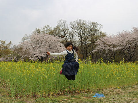 ジャンプした瞬間の笑顔の女の子。春の巾着田で桜と菜の花が咲いている。