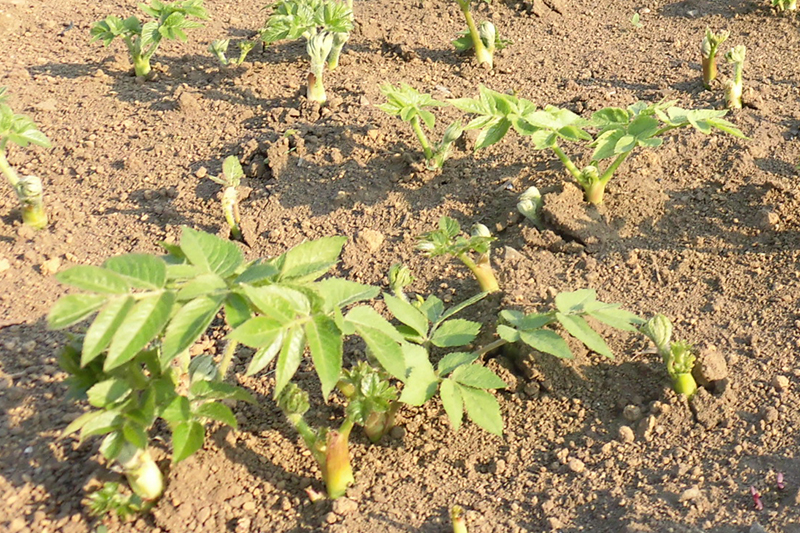 畑に植え付けされたうど