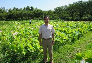 巾着田でのハスの花が見頃を迎えている様子の写真