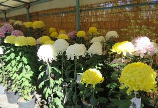 第44回菊花展の写真2