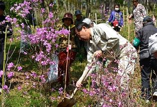 日和田山でのミツバツツジの植樹の写真