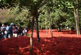 巾着田曼珠沙華まつりの様子の写真2