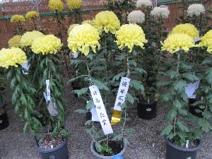 菊花展
