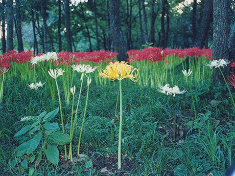 3色の曼珠沙華