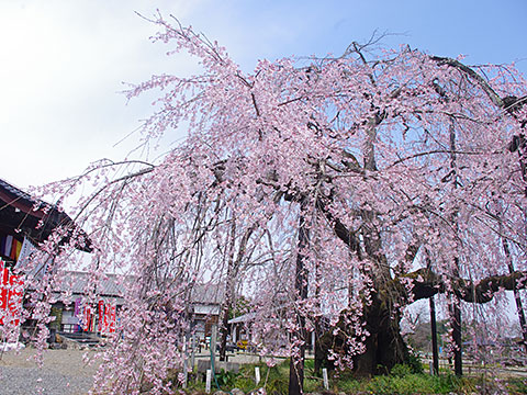 靈巖寺にあるしだれ桜