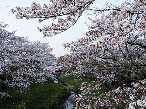 小畔川と桜