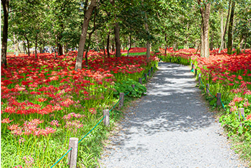 花が咲く道の画像