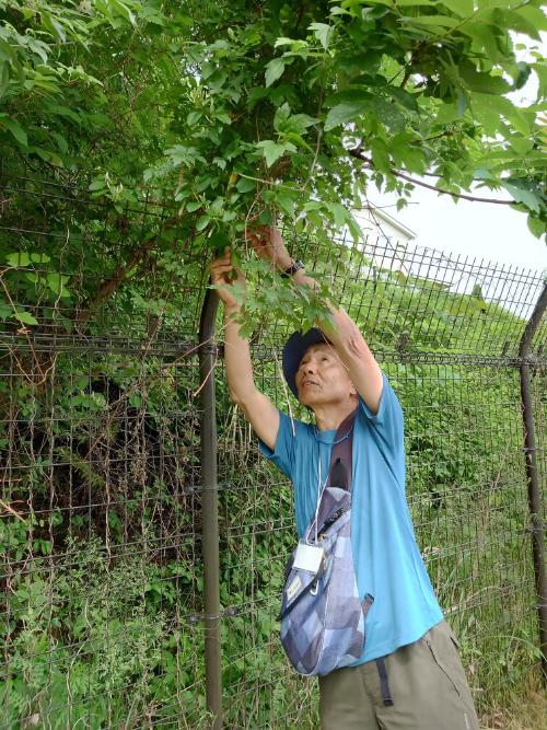 令和7年度「初夏の里地歩き」の様子1
