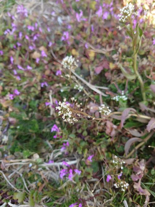 令和6年度「春の七草を探そう」で観察したナズナ