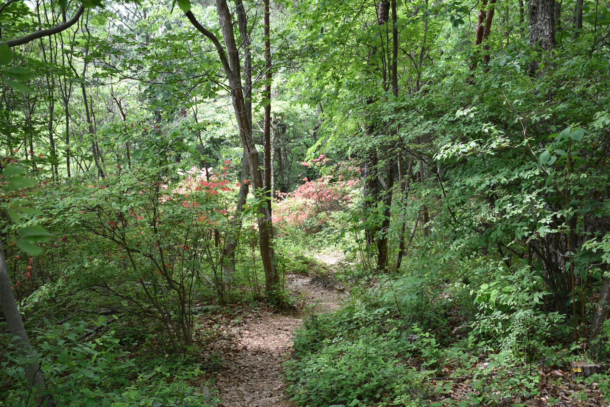 日和田山山道