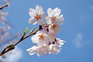 桜（ソメイヨシノ）の写真2