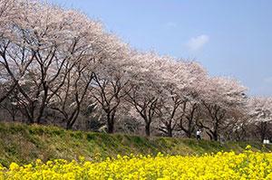桜（ソメイヨシノ）の写真1
