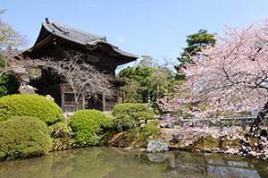 聖天院の池と桜の写真