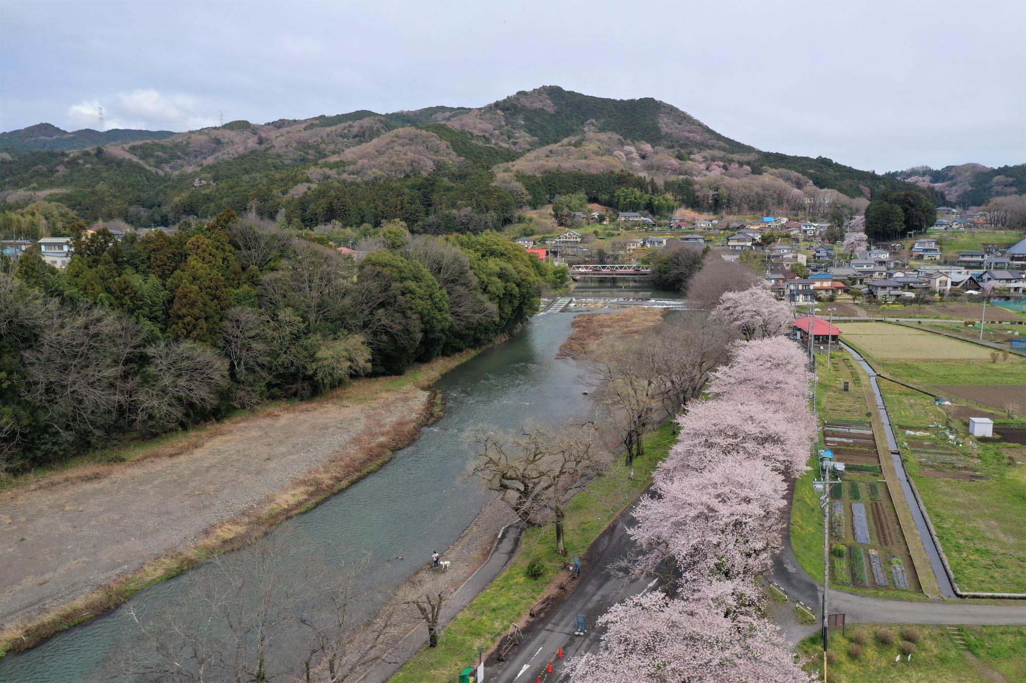 巾着田河原