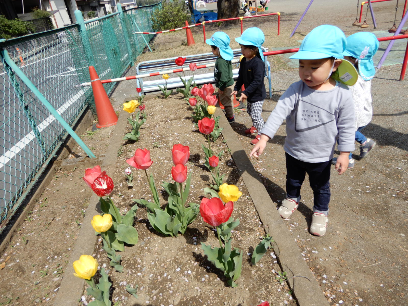 花壇のチューリップを見ているところ