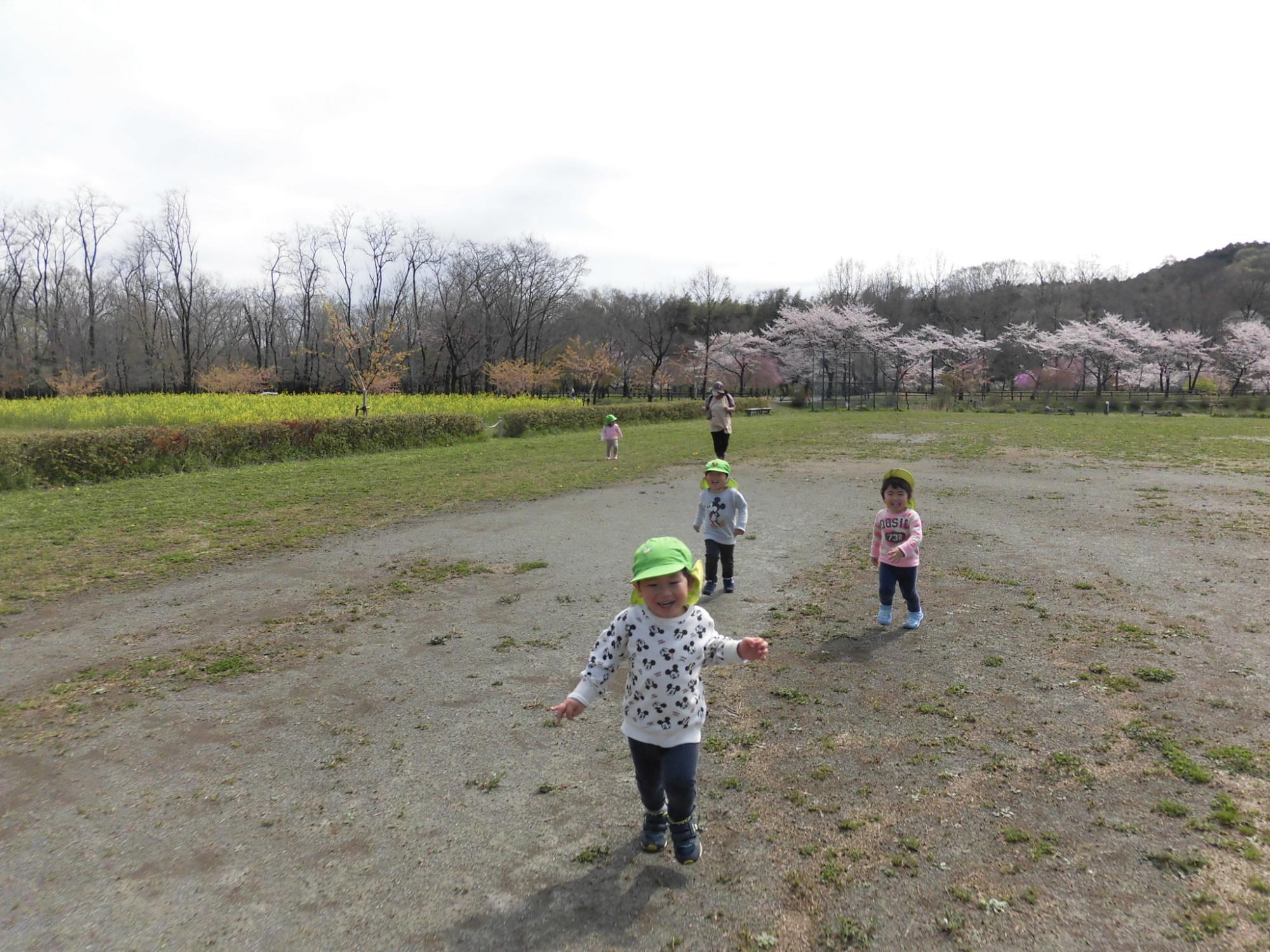 桜と菜の花がが満開の巾着田で2歳児が走り回っているところ