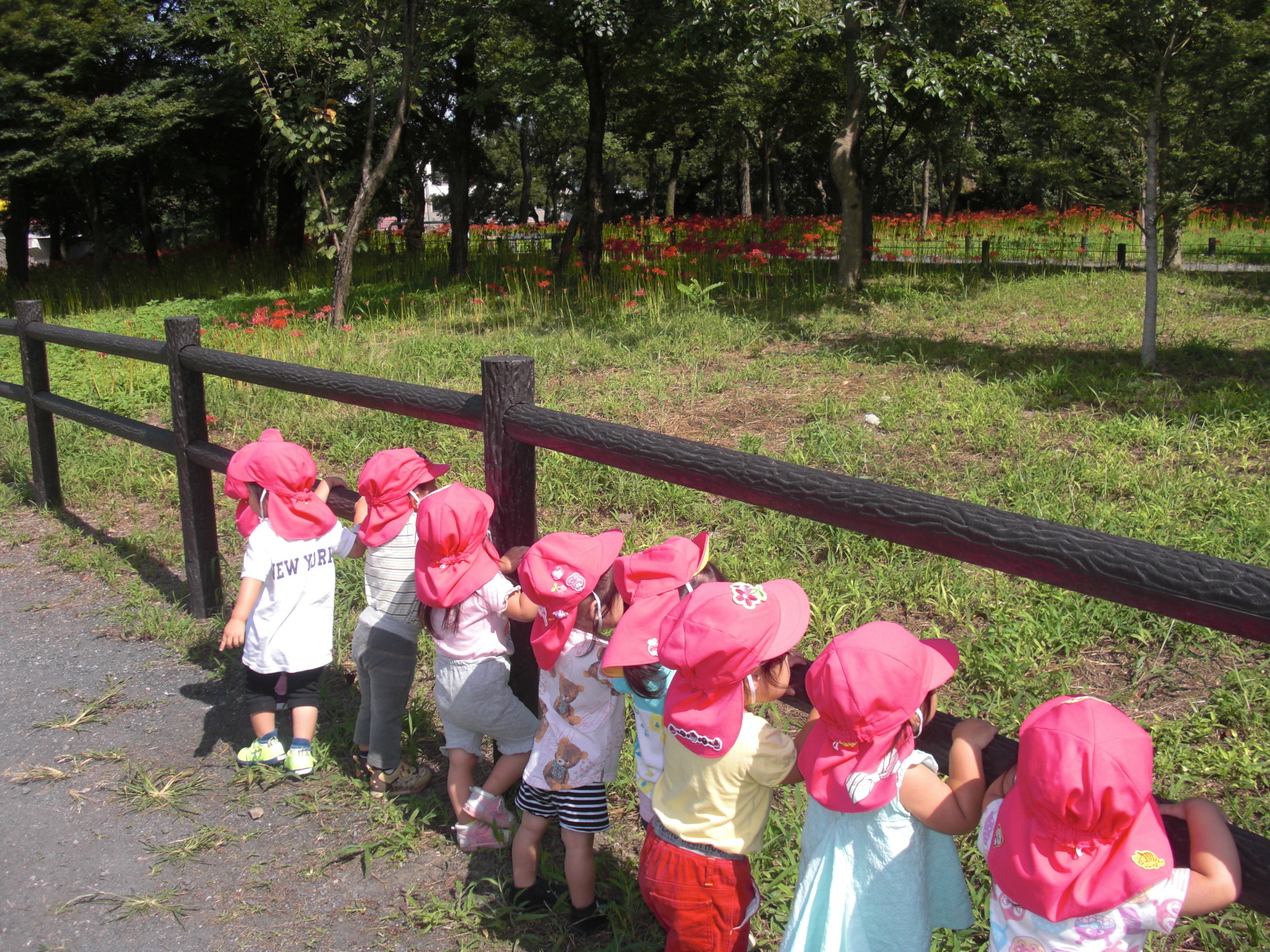 曼珠沙華を見ている1歳児