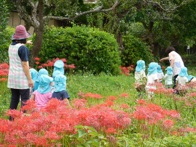 曼珠沙華が咲く満蔵寺をお散歩する子どもたち
