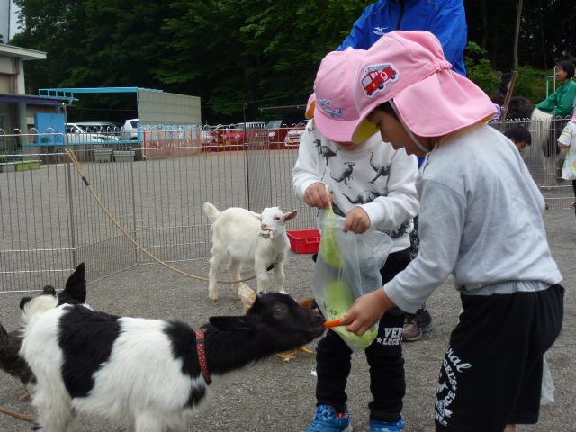 子ヤギに餌やりをするこどもたち。優しくあげていました。