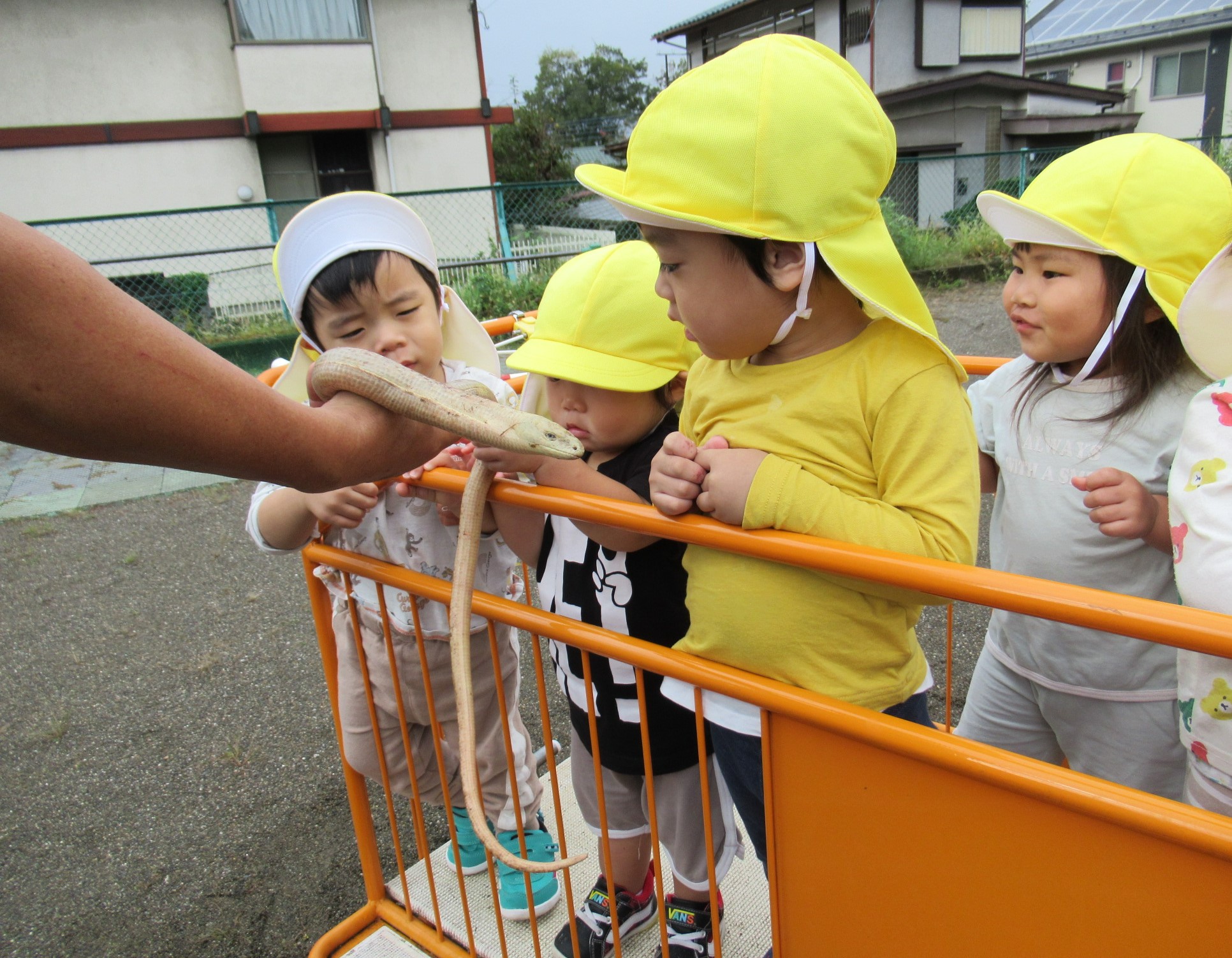 アシナシトカゲを見ている子どもたち
