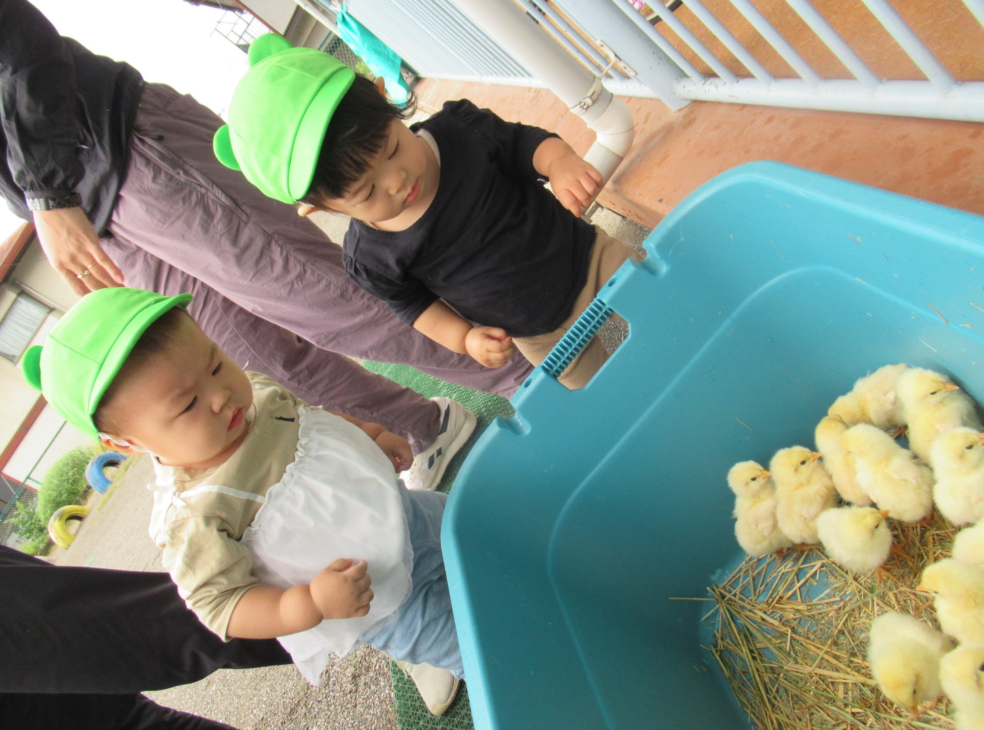 ひよこを見ている子どもたち