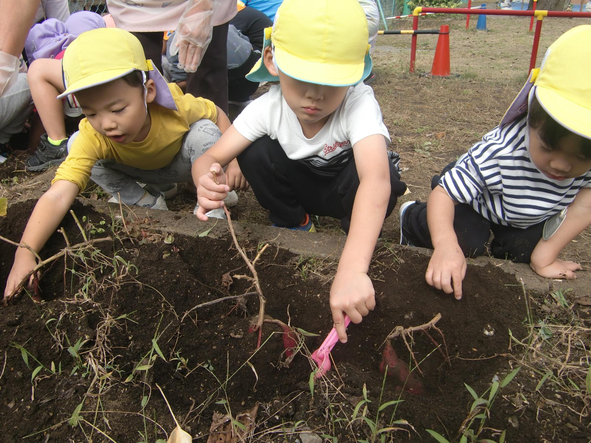 一生懸命土をほっている