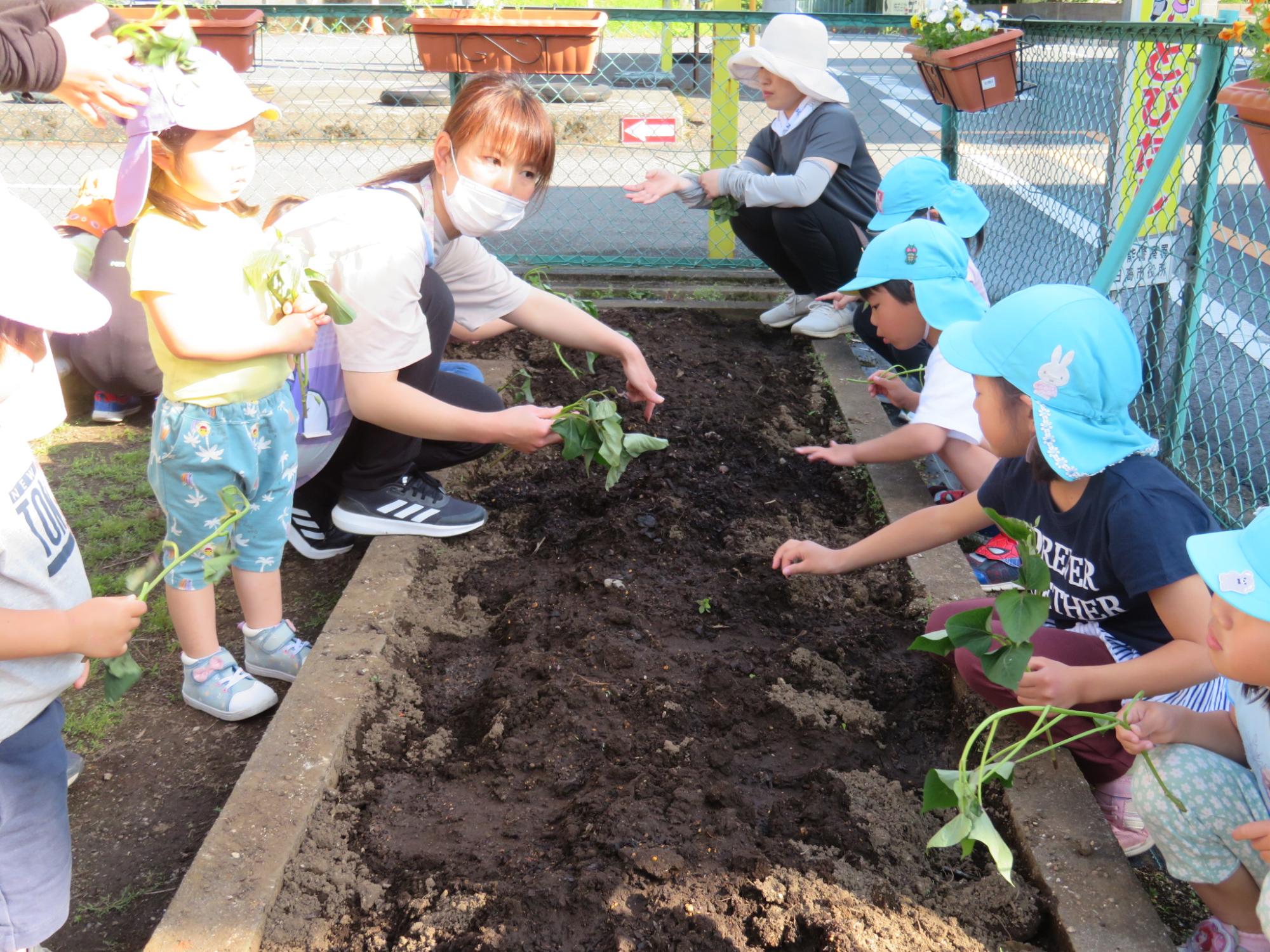 芋の苗の植え方を教わっている