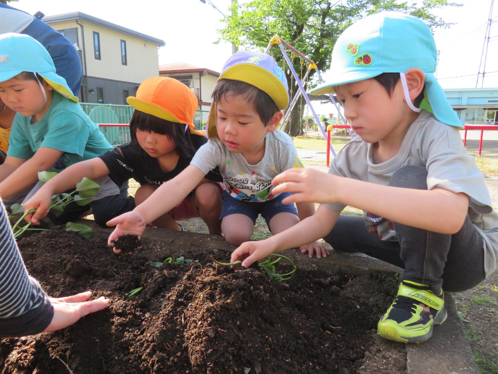 さつまいもの苗を植えている