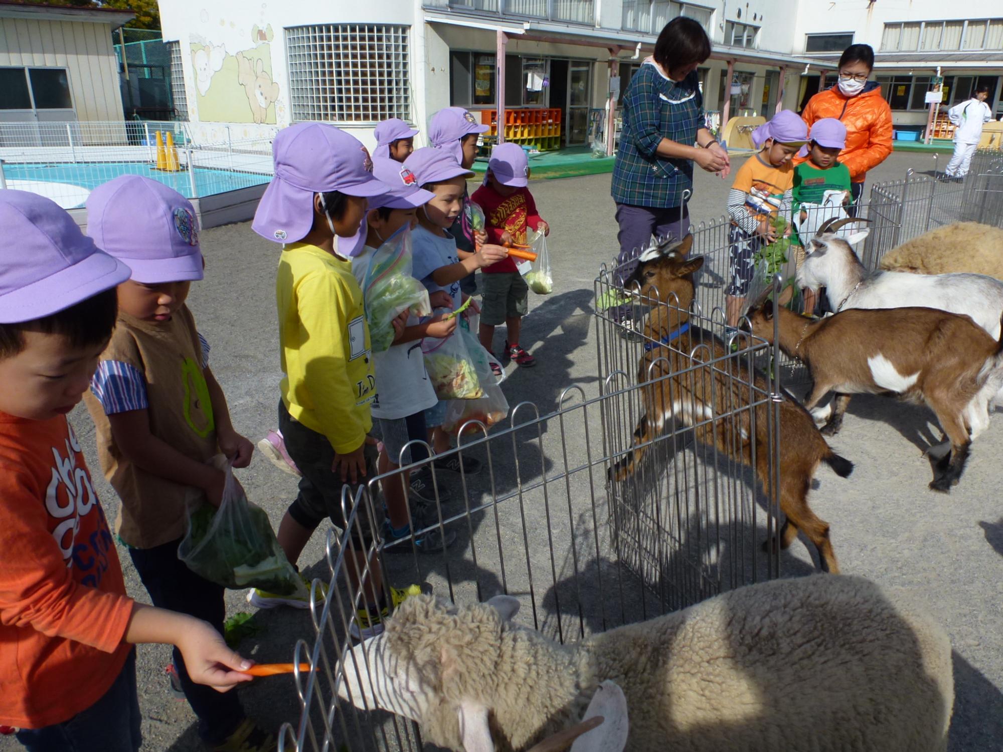 移動動物園で餌やりを楽しんでいる写真