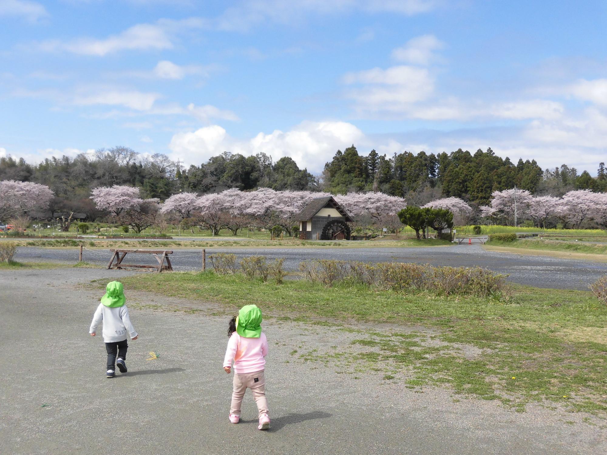 満開の桜と水車小屋が見える巾着田で2歳児が遊んでいるところ