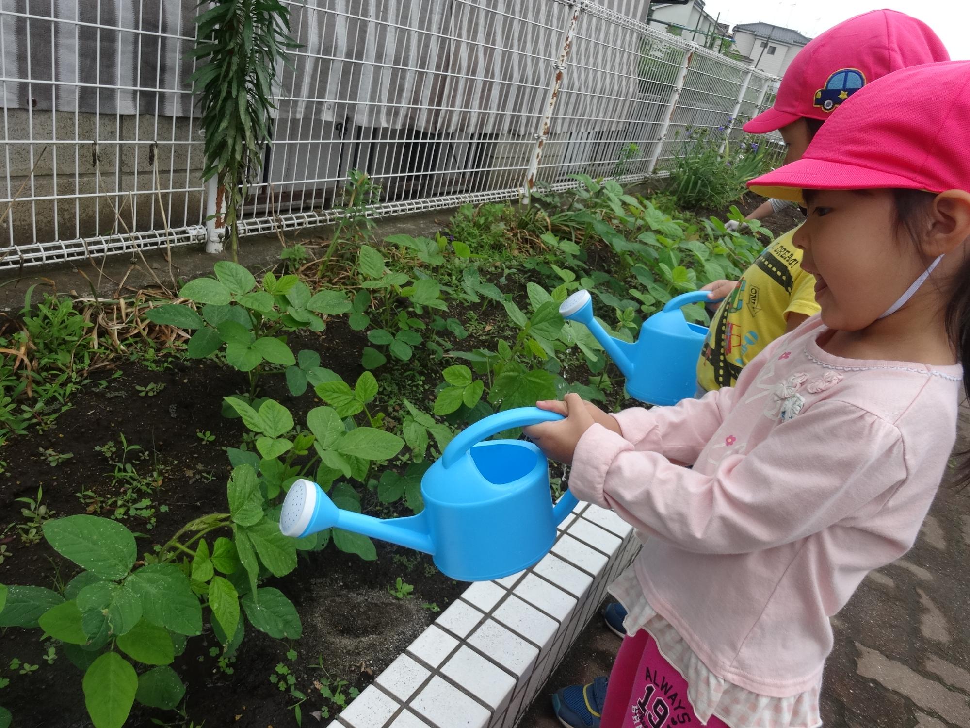 枝豆に水やりをしているところ