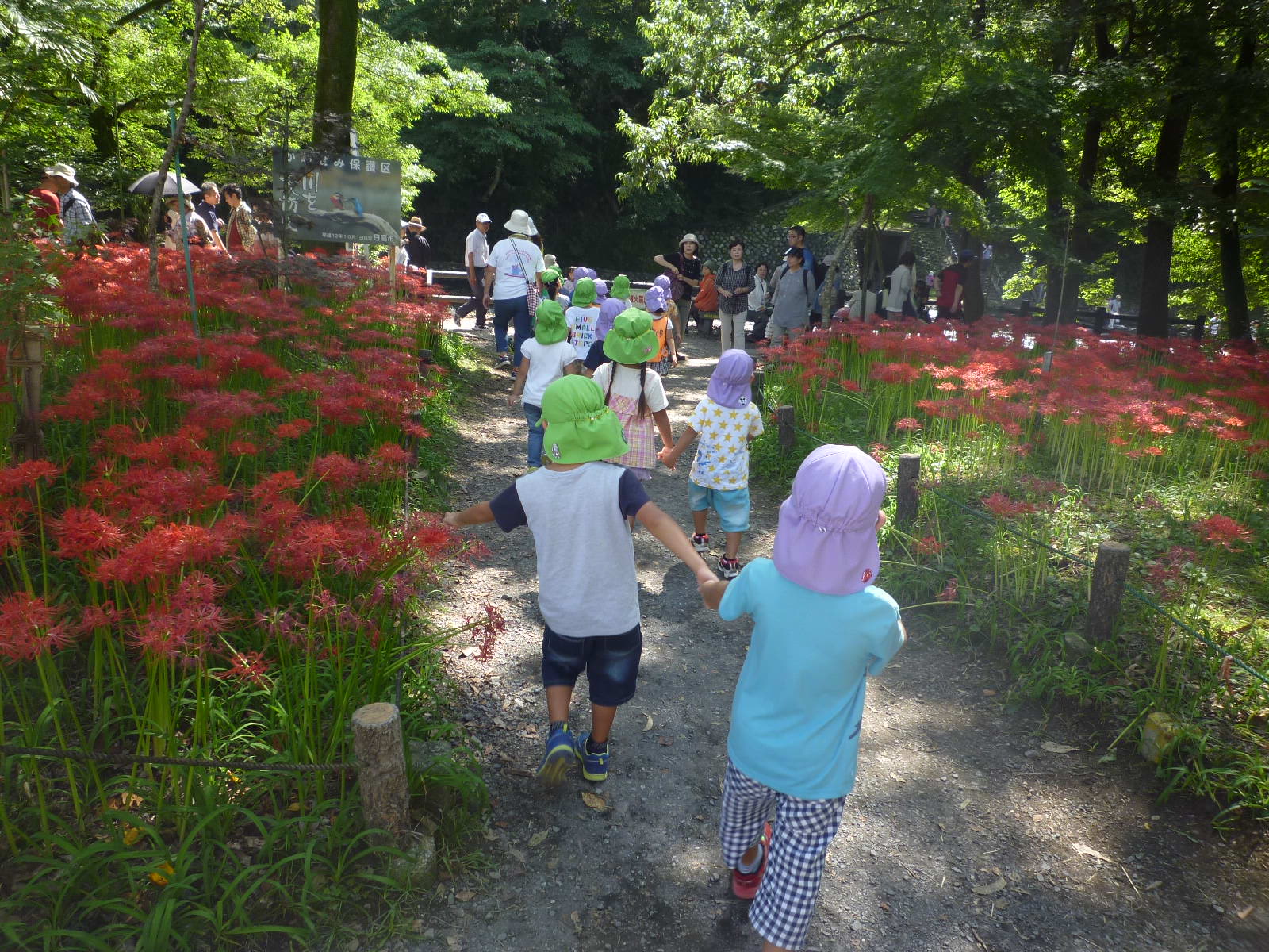 満開の曼珠沙華公園を歩く子どもたち