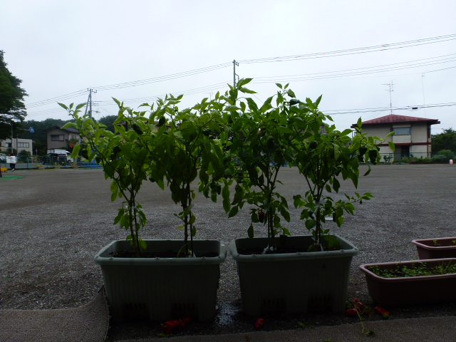 野菜の栽培（高根保育所）