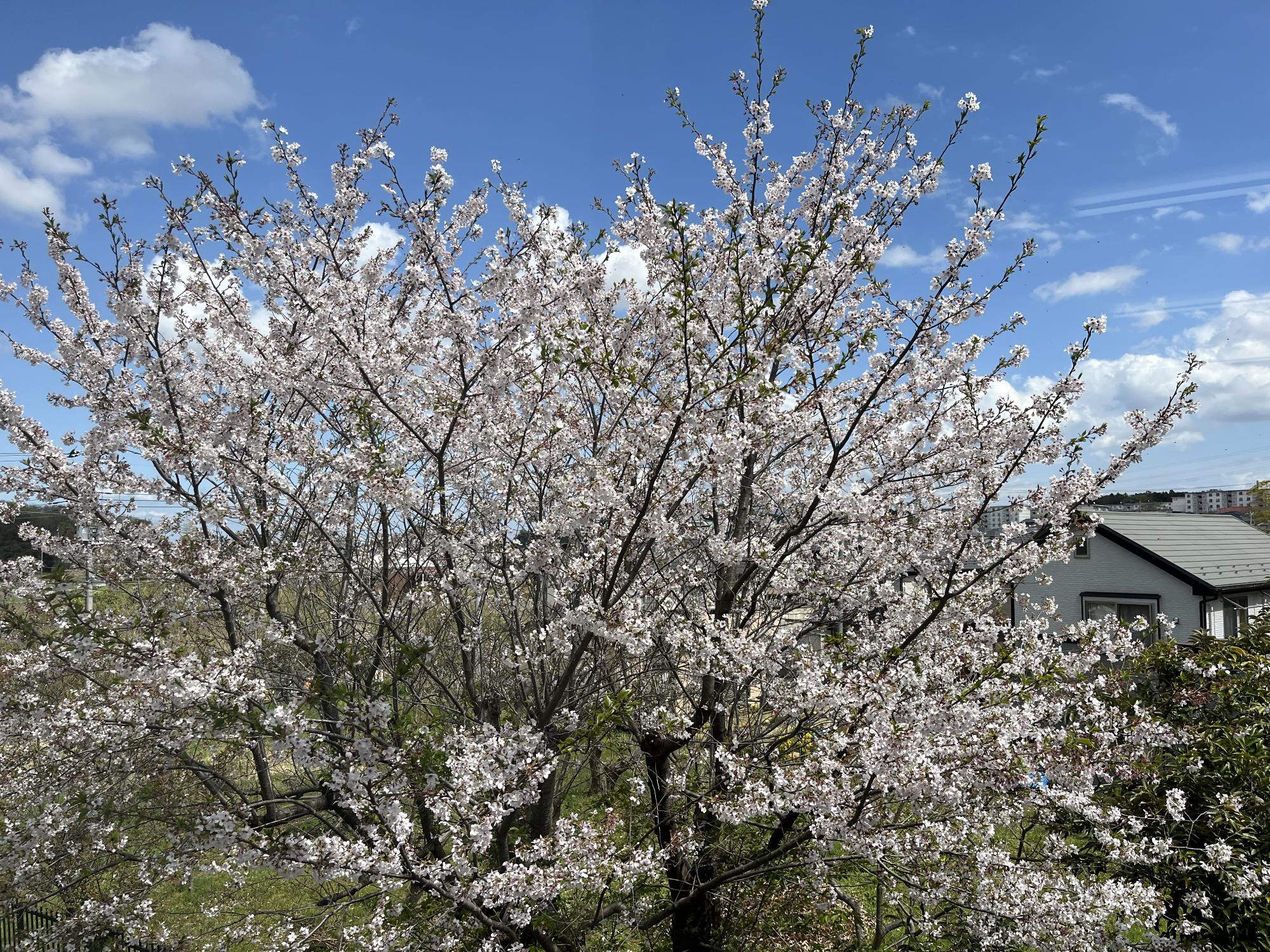 おひさまの桜