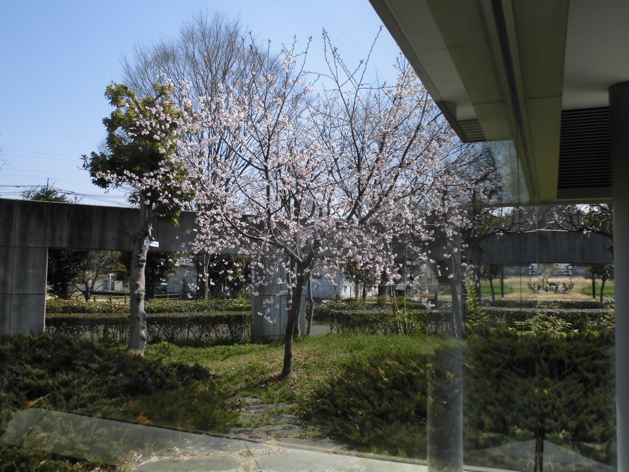 桜の木(全景)