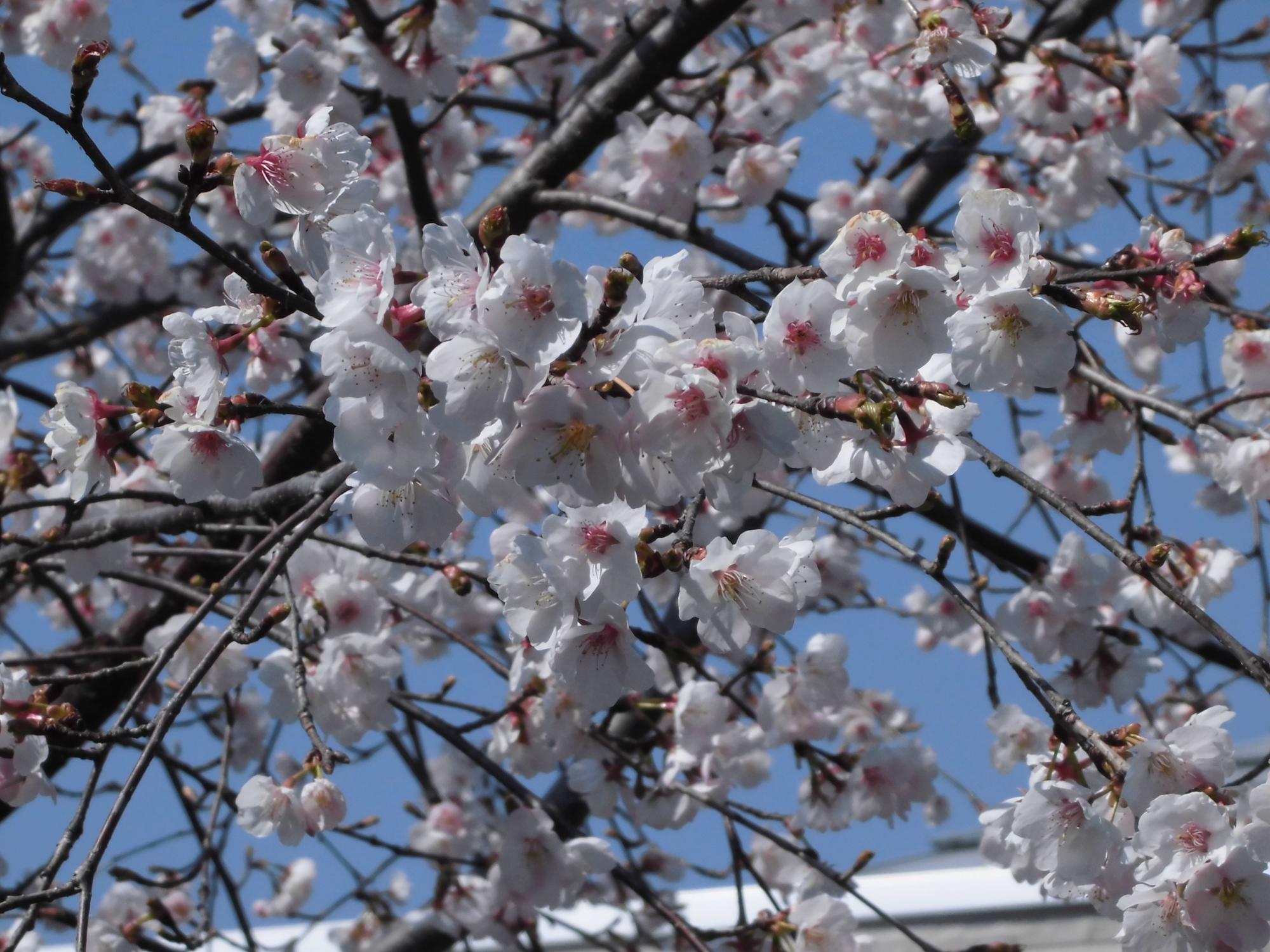 桜の花アップ