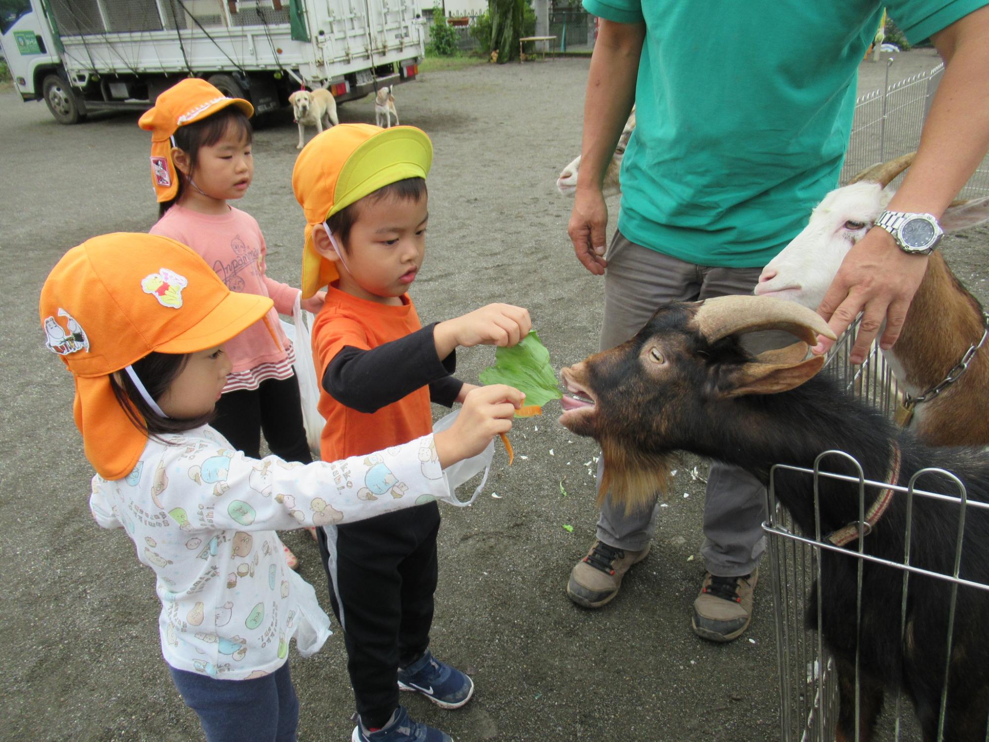 ヤギに餌やりをする子どもたち